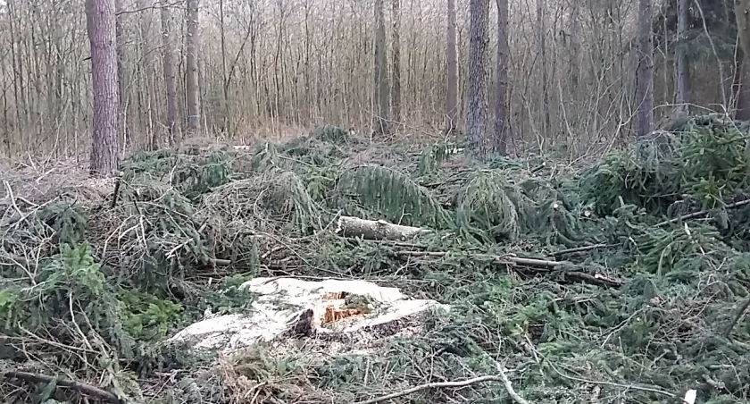 Zdjęcie z sejneńskiego Borku
