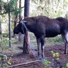 Fotka nr 5 z 13