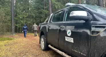 Choinka - tylko z legalnego źródła