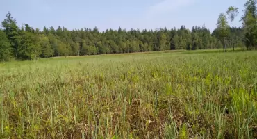 Woda źródło życia – torfowiska jako naturalne magazyny wodne