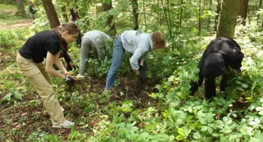 Usuwali rośliny inwazyjnych gatunków