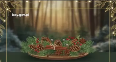 Stroik pachnący lasem