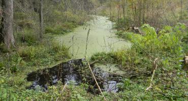 Zabłądziła na grzybach